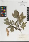 Foto von Salix lanata L.